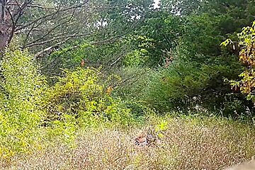 Creeper in the woods