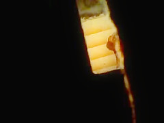 Espiando a mi tia en la regadera