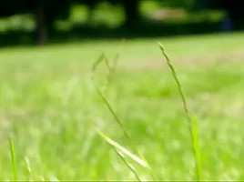Fun In The Park