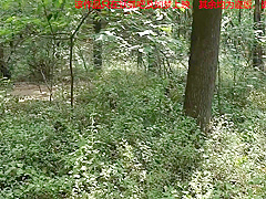Girl Captured Bound In A Forest