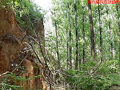 Girl Captured Bound In A Forest