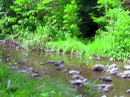 Hot Milf Gets Fucked In The Forest By The River!