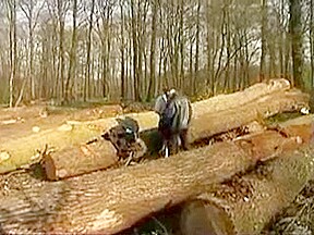 Je baise sur un arbre devant des
