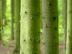 Miss Blond in the Woods