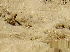 Nudist Beach MILFS Close-up Compilation
