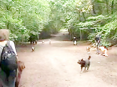 Pet enjoys forest walk