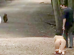 Pet enjoys forest walk