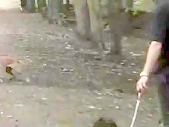 Pet enjoys forest walk