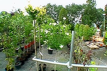 Renata's Sex Garden