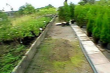 Renata's Sex Garden