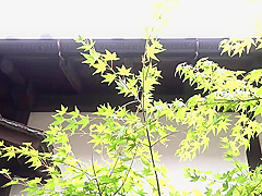 VNTS34 Cuteeeee japaneeseeee cooooool AHHHHH
