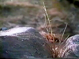 Woman gets shaved bald by monk